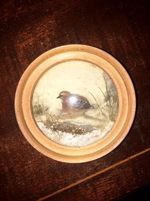 Bobwhite Quail (Version 2)